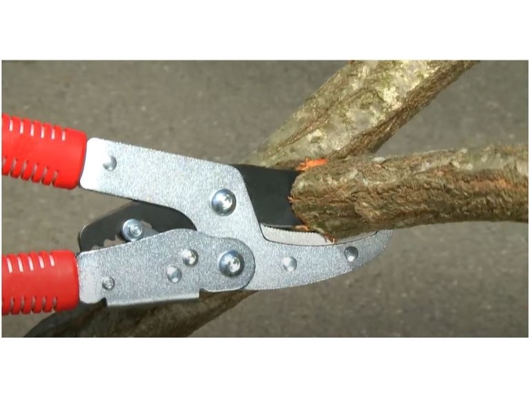 【+Movie】〈商品〉ラチェット式太枝切鋏（カーブハンドル）
