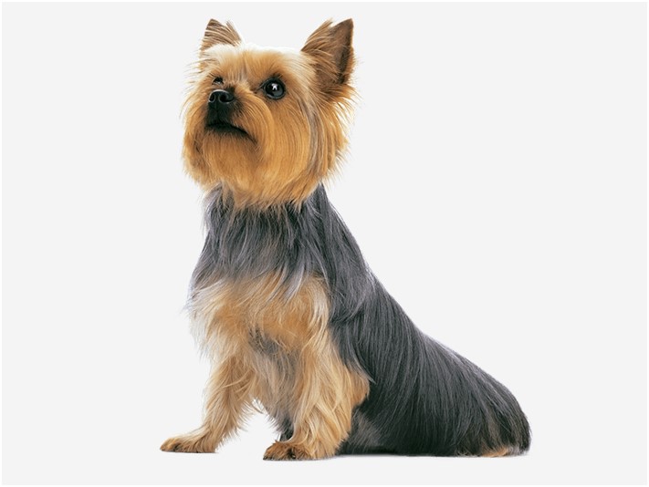 〈ヨークシャーテリアの特徴〉基礎情報