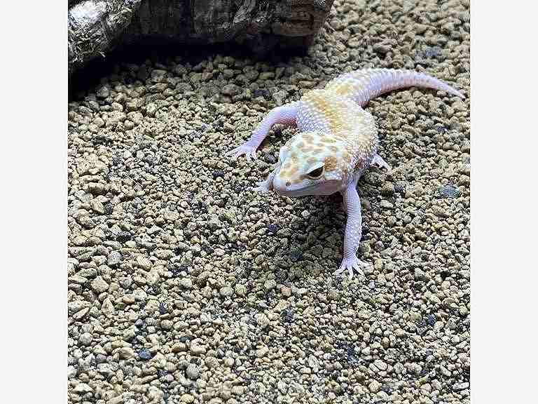 【新商品】爬虫類が映えるナチュラルカラーの床材「デザートベース」