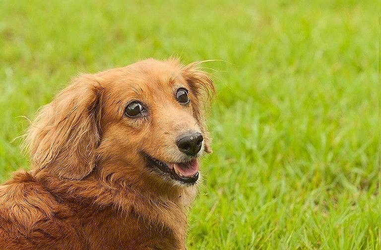 ＜愛犬辞典＞ ミニチュア・ダックスフンド