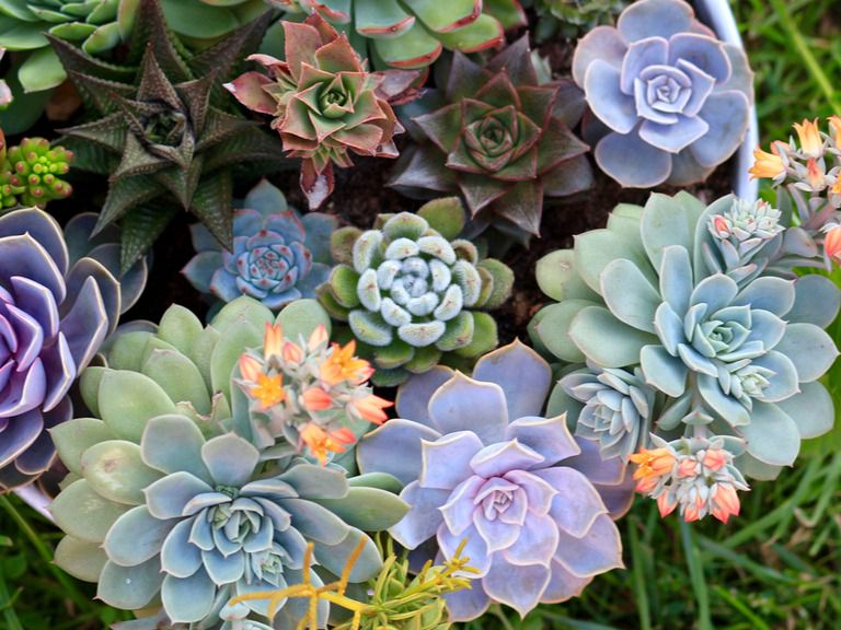美しい花が楽しめる多肉植物10選！花が咲く時期と花の咲かせ方も紹介