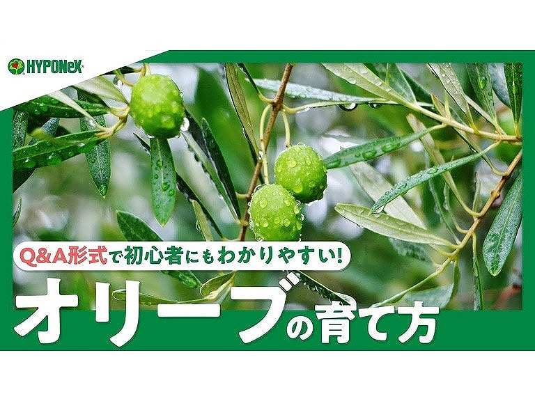 【+Movie】オリーブの育て方