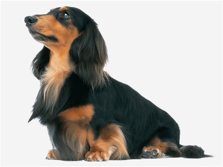 〈ミニチュアダックスフンドの特徴〉基礎情報