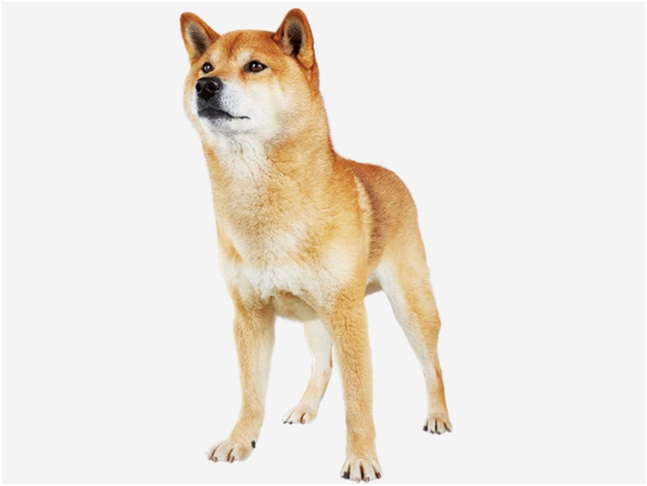 〈柴犬の特徴〉基礎情報