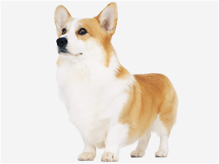 〈ウェルシュ・コーギー・ペンブロークの特徴〉基礎情報