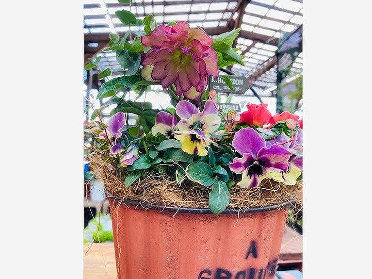 「古橋くみ子のおしゃれな毎日」　クリスマスローズに恋してる♡