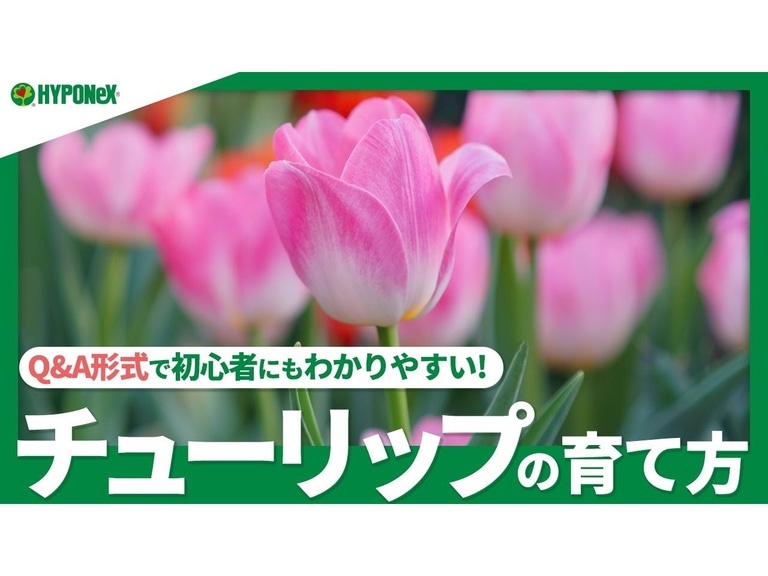 【+Movie】チューリップの育て方