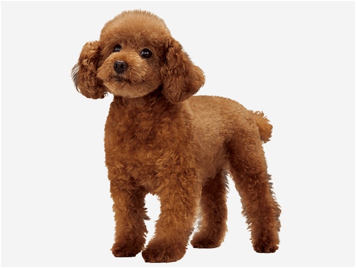 〈トイプードルの特徴〉基礎情報