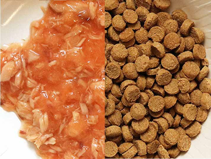 ウェット、ドライ、どちらがいい？ドッグ＆キャットフードにまつわるお悩み、解決します！