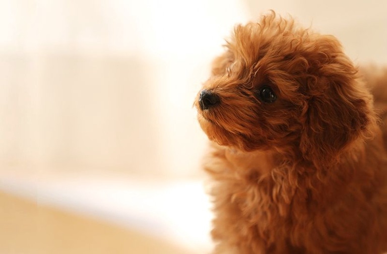 ＜愛犬辞典＞ トイ・プードル