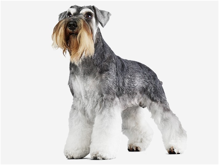 〈ミニチュアシュナウザーの特徴〉基礎情報