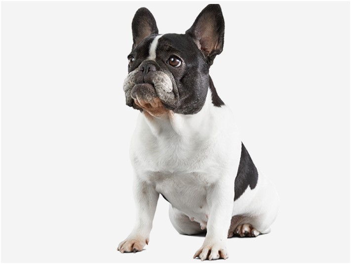 〈フレンチブルドッグの特徴〉基礎情報