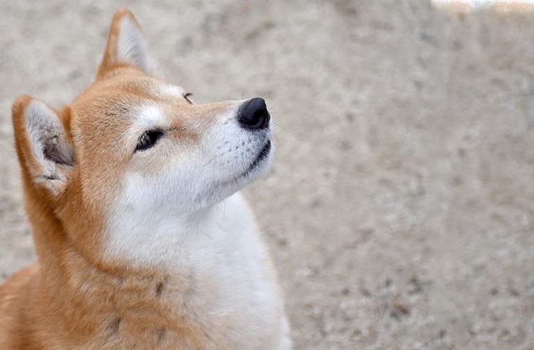 ＜愛犬辞典＞ 柴犬