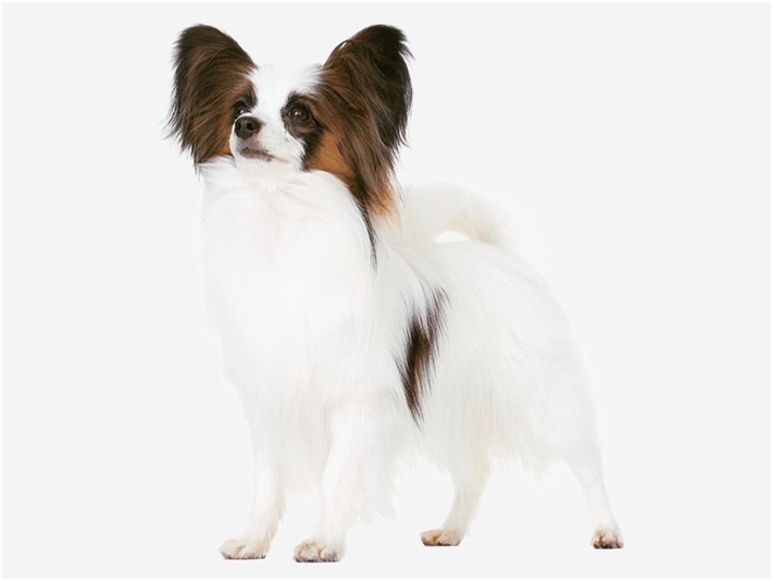 〈パピヨンの特徴〉基礎情報