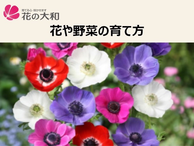 花や野菜の育て方　～アネモネ～